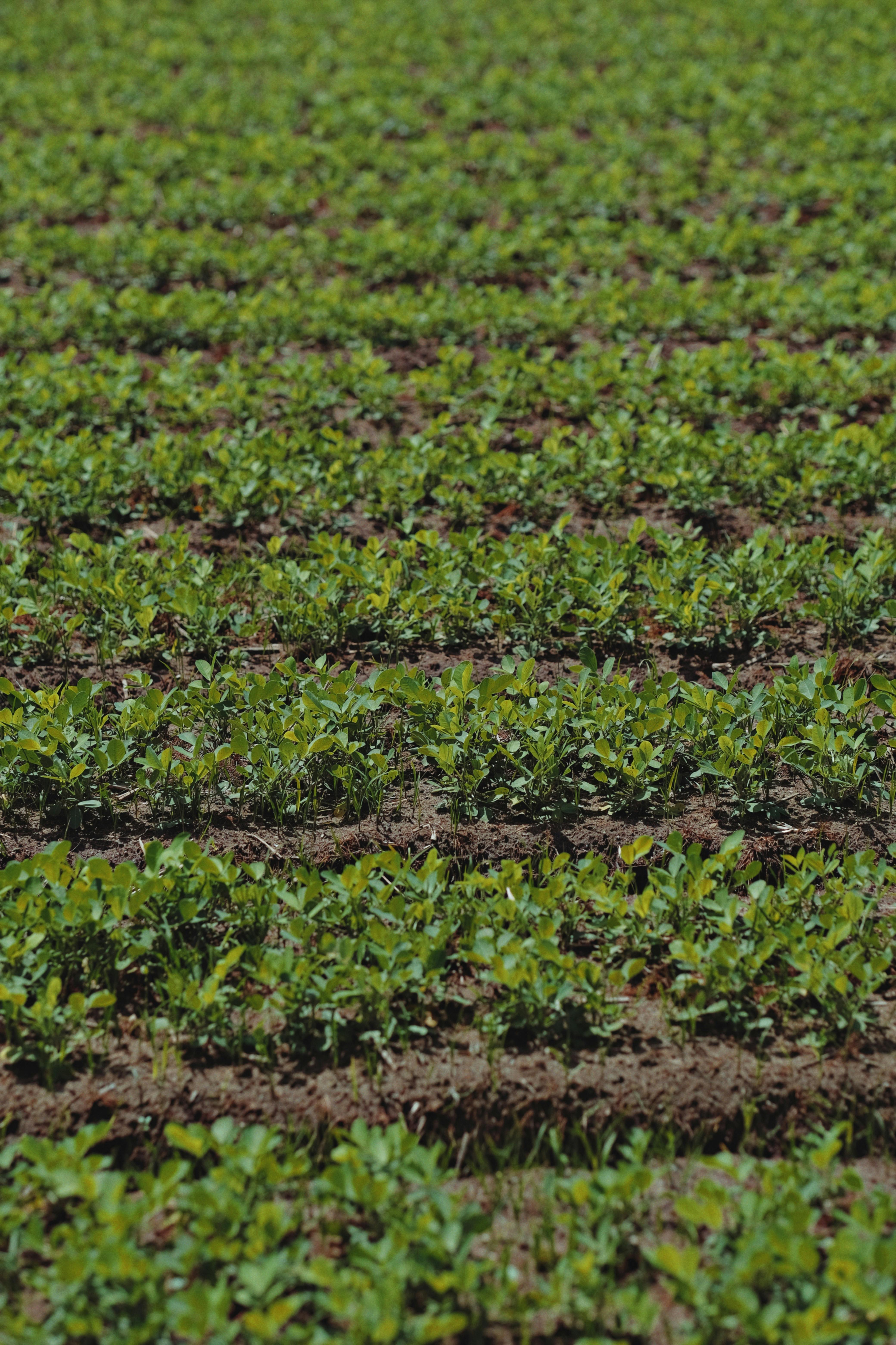 Organic Fertilizer Production